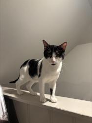 Lost Male Cat last seen Edgebrook Park, St Louis Park MN, St. Louis Park, MN 55426