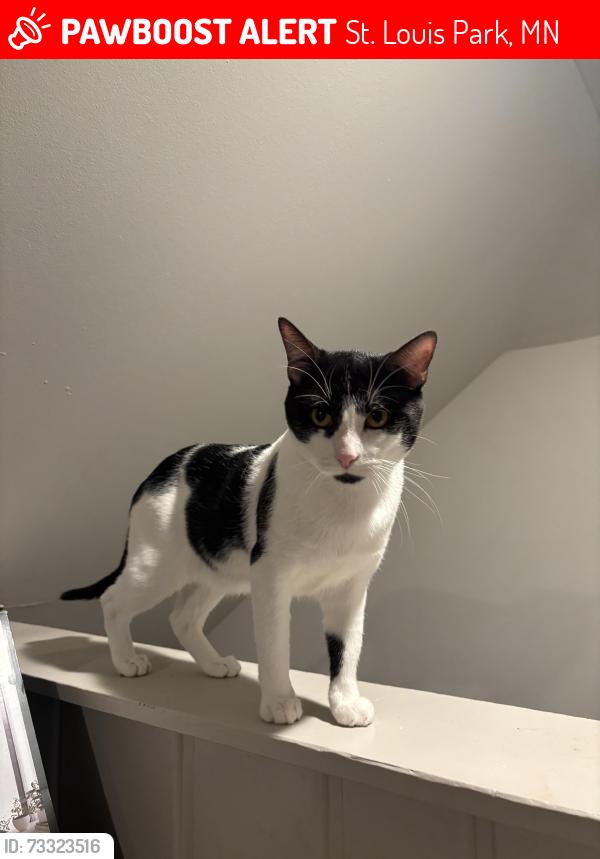 Lost Male Cat last seen Edgebrook Park, St Louis Park MN, St. Louis Park, MN 55426