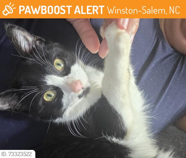 Found/Stray Male Cat last seen South park blvd and peters creek parkway, Winston-Salem, NC 27127