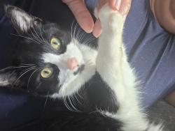Found/Stray Male Cat last seen South park blvd and peters creek parkway, Winston-Salem, NC 27127