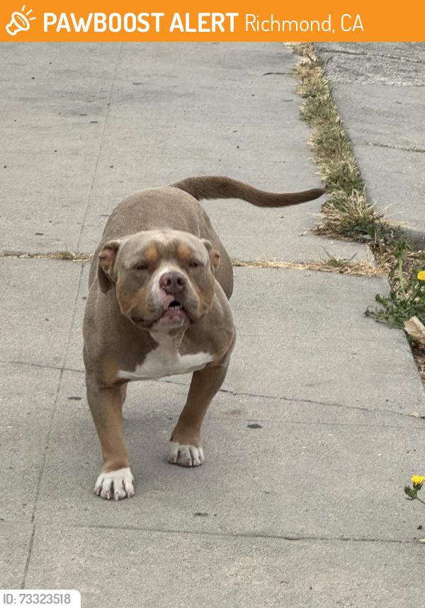 Found/Stray Male Dog last seen belding garcia park, Richmond, CA 94801