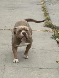 Found/Stray Male Dog last seen belding garcia park, Richmond, CA 94801