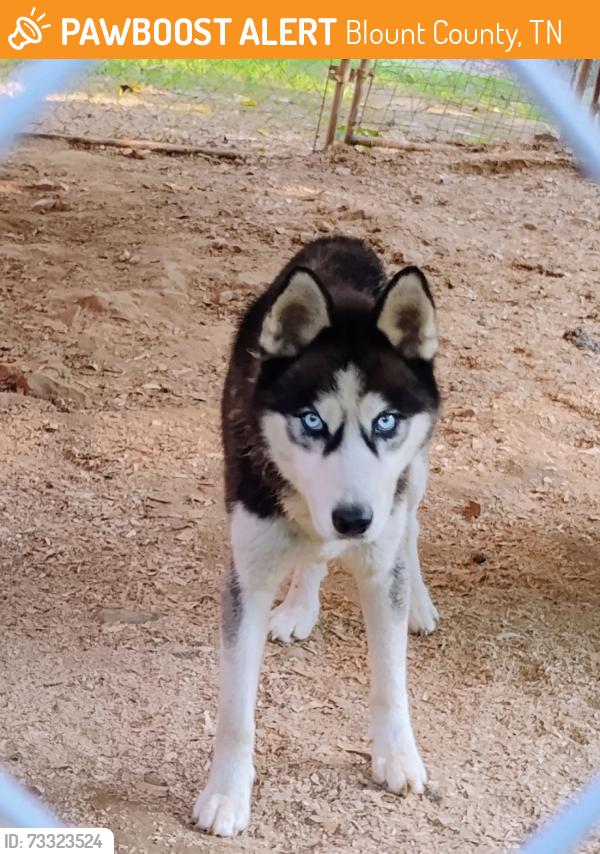 Found/Stray Male Dog last seen Nebo Rd, Rocky Branch, Blount County, TN 37886
