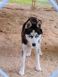 Found/Stray Male Dog last seen Nebo Rd, Rocky Branch, Blount County, TN 37886
