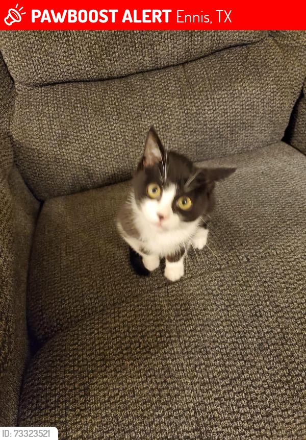 Lost Male Cat last seen Wildflower St, Ennis, TX 75119