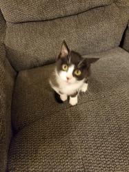 Lost Male Cat last seen Wildflower St, Ennis, TX 75119