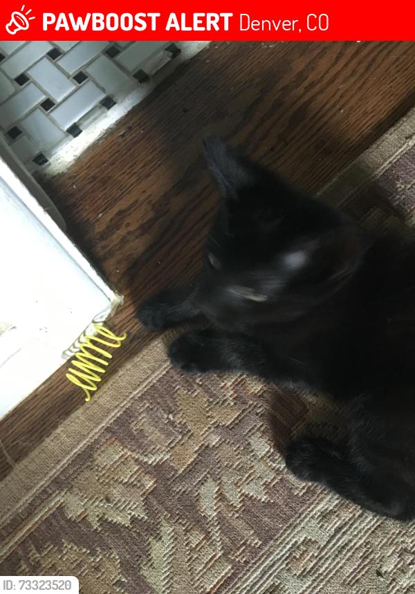 Lost Female Cat last seen Near e. Baker Pl, Denver, CO 80224
