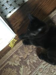 Lost Female Cat last seen Near e. Baker Pl, Denver, CO 80224