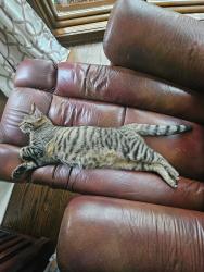 Reunited Male Cat last seen Timberside and Elmridge in Woodside, Houston, TX 77025