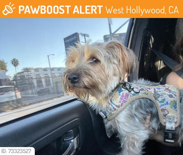 Found/Stray Male Dog last seen Viewmont Dr, West Hollywood, CA 90069