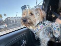 Found/Stray Male Dog last seen Viewmont Dr, West Hollywood, CA 90069
