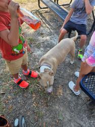 Found/Stray Unknown Dog last seen Greentree Elementary, Houston, TX 77345