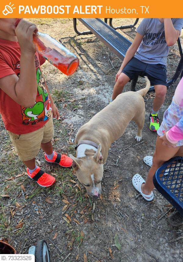 Found/Stray Unknown Dog last seen Greentree Elementary, Houston, TX 77345