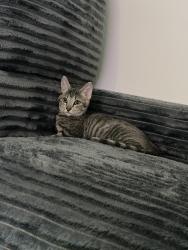 Reunited Female Cat last seen Near Helwig Ave, Norwalk, CA 90650