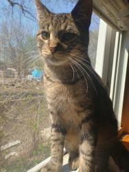 Lost Male Cat last seen George St and Laport Ave, Mount Morris, MI 48458