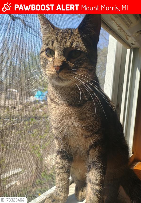Lost Male Cat last seen George St and Laport Ave, Mount Morris, MI 48458