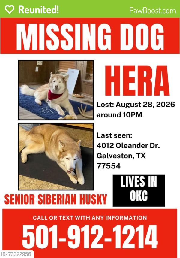 Reunited Female Dog last seen Near Oleander Drive in Galveston, Texas, Galveston, TX 77554