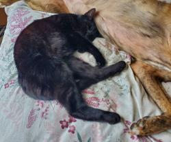 Reunited Male Cat last seen Thingwall Park, Eastville, Bristol City, England 