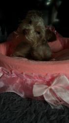 Reunited Female Dog last seen Galesburg Village apmts, Galesburg, MI 49053