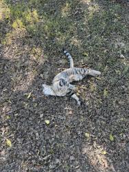 Found/Stray Unknown Cat last seen Leander Library in the hmstd area, Leander, TX 78641