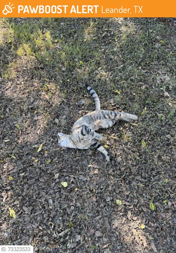 Found/Stray Unknown Cat last seen Leander Library in the hmstd area, Leander, TX 78641