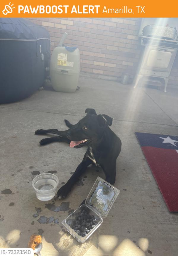 Found/Stray Female Dog last seen Paramount Park, Amarillo, TX 79109
