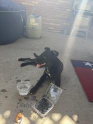 Found/Stray Female Dog last seen Paramount Park, Amarillo, TX 79109