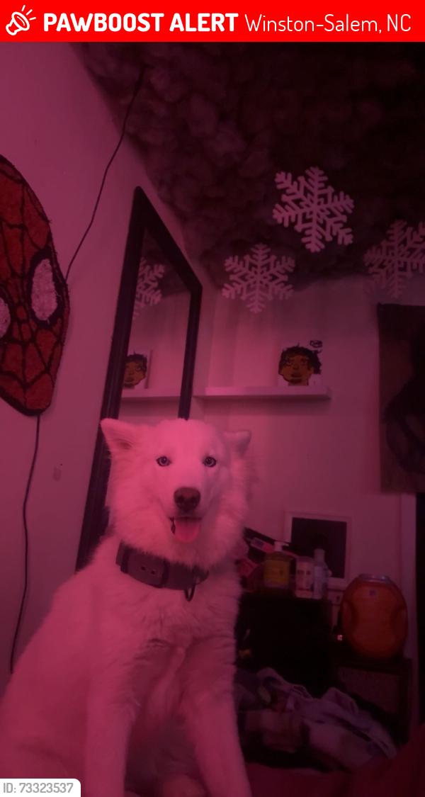 Lost Female Dog last seen Mount Hope Dr, Winston-Salem, NC 27107