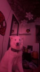 Lost Female Dog last seen Mount Hope Dr, Winston-Salem, NC 27107