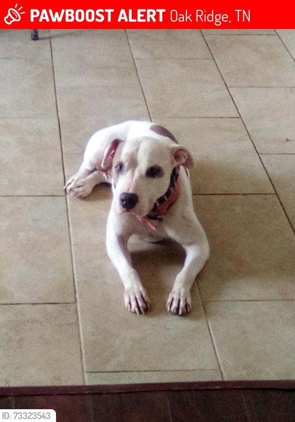 Lost Female Dog last seen Oak ridge hosp, Oak Ridge, TN 37830