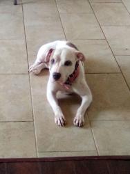Lost Female Dog last seen Oak ridge hosp, Oak Ridge, TN 37830