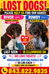 Lost Male Dog last seen ellenwood and lakeshore, Asheville, NC 28804