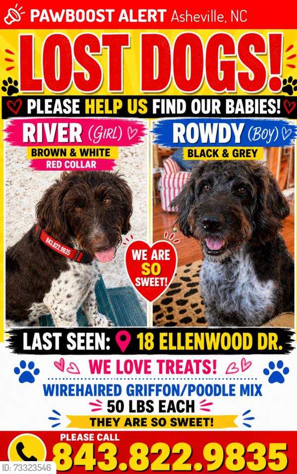 Lost Male Dog last seen ellenwood and lakeshore, Asheville, NC 28804