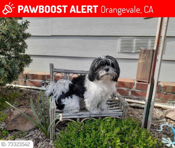 Lost Female Dog last seen Greenback and Fair Oaks Blvd., Orangevale, CA 95662