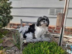 Lost Female Dog last seen Greenback and Fair Oaks Blvd., Orangevale, CA 95662