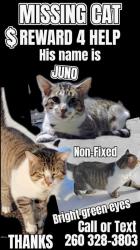 Lost Male Cat last seen Marshall's off 37 in the woods next to the store, Fort Wayne, IN 46835