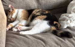 Reunited Female Cat last seen St Aubin and Lafayette, Detroit, MI 48207