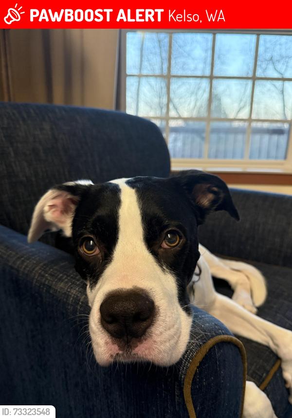 Lost Male Dog last seen Banyon Dr, Kelso, WA 98626