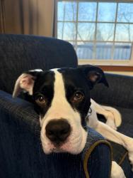 Lost Male Dog last seen Banyon Dr, Kelso, WA 98626