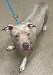 Shelter Stray Female Dog last seen Near S Hairston Road, 30088, GA, 3280 Chamblee Dunwoody Rd, Chamblee, GA 30341, USA