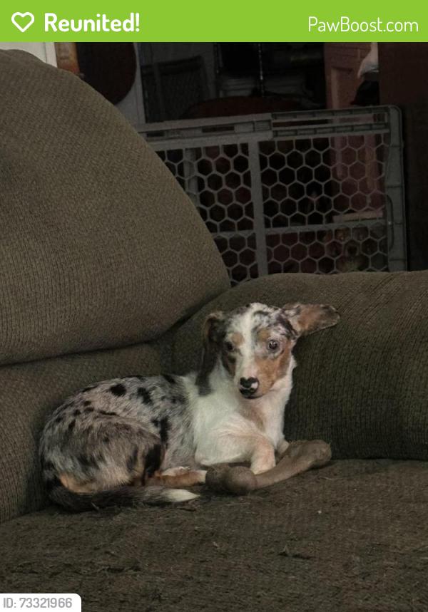 Reunited Female Dog last seen State Road 37, Bedford, IN 47421