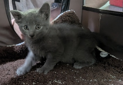 Shelter Stray Unknown Cat last seen Erin St-Madison, Madison 13, City of, WI, 5132 Voges Rd, Madison, WI 53718, USA
