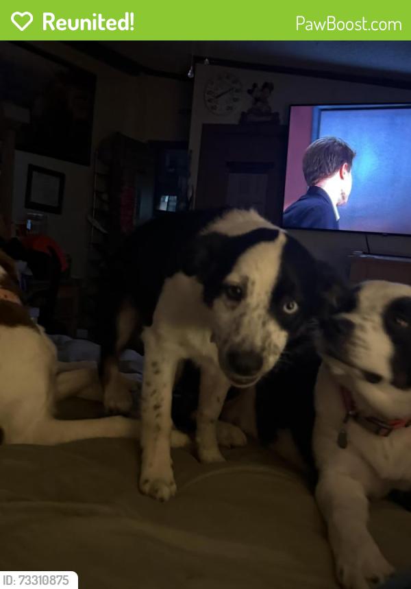 Reunited Female Dog last seen Morrisville pike, Columbia, TN 38401