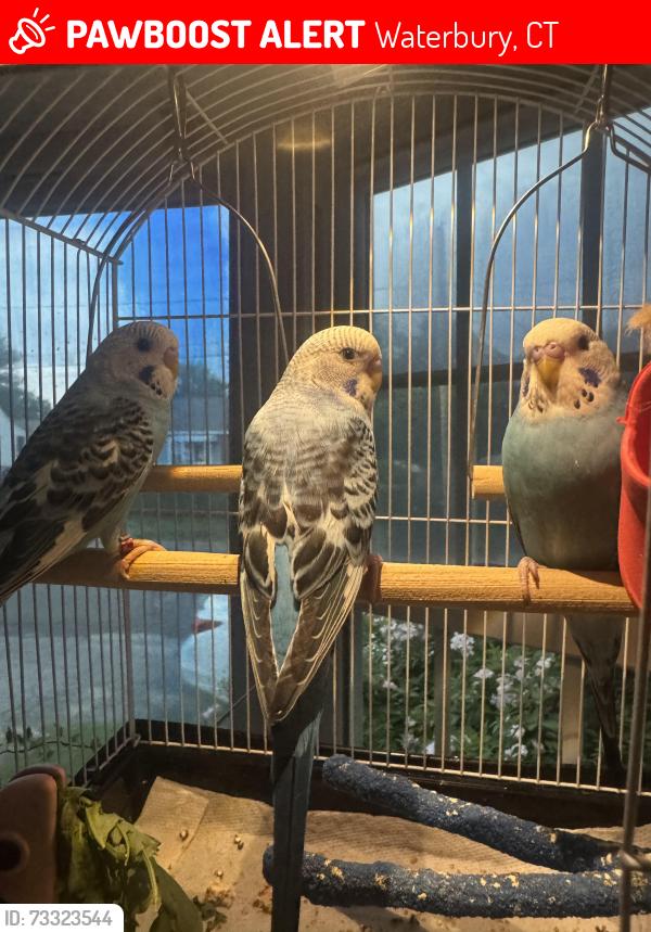 Lost Male Bird last seen Between Norris street and barsalou, Waterbury, CT 06705