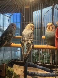 Lost Male Bird last seen Between Norris street and barsalou, Waterbury, CT 06705