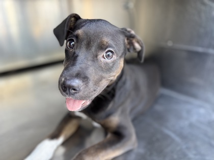 Shelter Stray Female Dog last seen Near Del Prado Ave, South District, TX, 355 Hillshire Dr, Haslet, TX 76052, USA