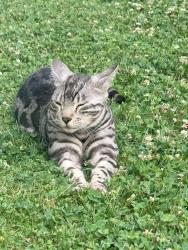 Reunited Male Cat last seen Gilliam Ave, Langhorne, PA 19047