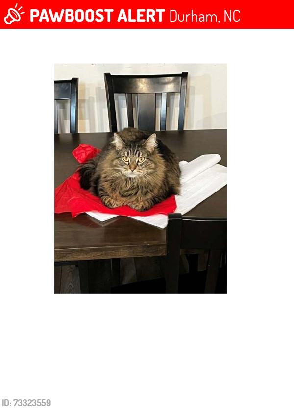 Lost Female Cat last seen Rt 751, Durham, NC 27713