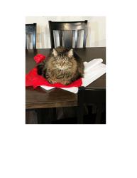 Lost Female Cat last seen Rt 751, Durham, NC 27713