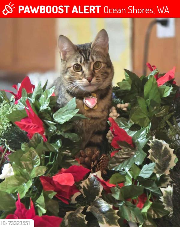 Lost Female Cat last seen Falls of Clyde loop, Ocean Shores, WA 98569
